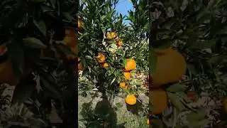 &aacute;rbol de bergamota
