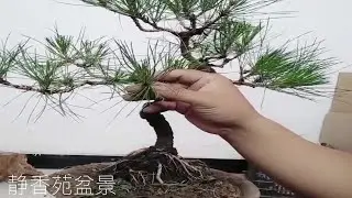 分享黑松盆景切芽与短针技巧，师傅手把手操作指导