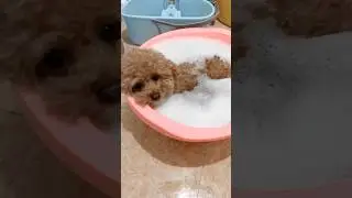 First time I&rsquo;ve seen a dog get into a bath so calmly 🥹❤️