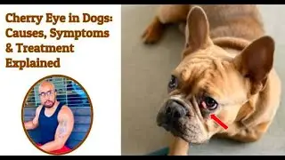 Cherry Eye in Dogs: Symptoms and Treatment