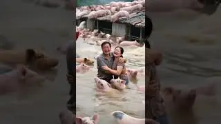 The pig farm was flooded and the boss cried bitterly