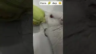 Rabbit Eating Corn 🌽 Subscribe to watch daily bunny vlogs#rabbits #mybunny #animal #animalshorts