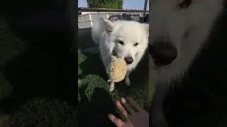 Animals, especially dogs, can sense comforting energy. This Samoyed senses mine. 🙏 #samoyed