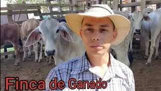 ¡Explorando la increíble Finca Ganadera Pérez Zeledón en Costa Rica!