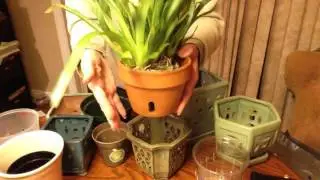 Repotting Orchids: Hidden Dangers of Orchid Pots (part 1of 2)