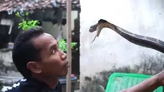 PENERUS GOTRO KING COBRA BERKARAKTER GALAK SULIT DI KENDALIKAN | JAGAD MUDA