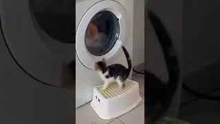 🐱🐱 #hayvansevgisi#evcilhayvanlar #kedieğlencesi#eğlencelivideolar #evcilhayvanvideoları#cats#mrbeast
