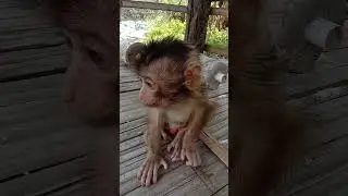 #babymonkey || Abis mandi nih Molly
