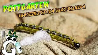 Ungeziefer im Buchsbaum - POTTGARTEN #16