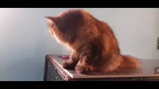 Tortishell colour female persian cat.