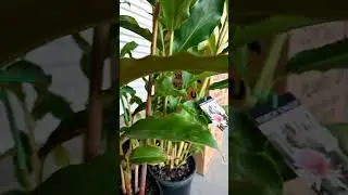 Torch ginger plant pack - 6 pack - Bamboo Land  #tropicalgardens