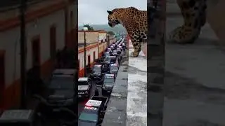 Someone explain how this is real? Mexico is wild 😳🇲🇽 🐆