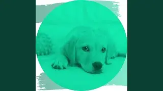 Luxus- Hunde (Momente)