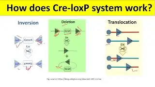 Система рекомбинации Cre Loxp | Система Cre Lox для начинающих | @BiologyLectures