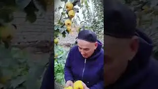 smart tricks for picking quality pears to get high selling value #shorts