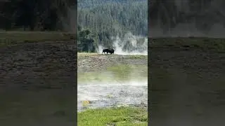 Witnessing a Bison Fight in Yellowstone