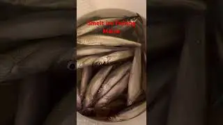 Smelt ice fishing Maine 1/9/2026 ตกปลาที่รัฐเมน ￼