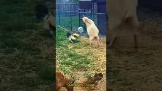 sheep vs rooster🤣🤣😜😜‼️‼️ #trending #funny #shortvideo #animals