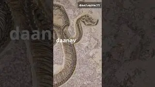 Vasuki Indicus, the largest snake 🐍 #facts #funfacts #nature #naturefacts #titanoboa #shorts #hindi