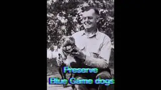 RARE BLUE GAME DOGS #americanstaffordshireterrier #amstaff #terriers #GAMEDOGS #PETS #DOGS