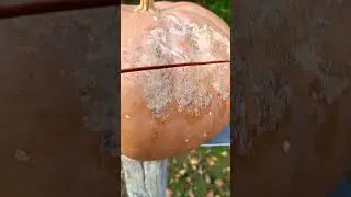 #shorts Flamberge sword testing