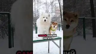 мёд? 🤔 #cat #dog #pets #live #life #жизнь #rils #love #юмор #прикол #humor #funny