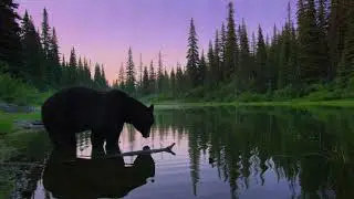 Wildlife Sounds for Relaxation & Focus | Bear Pond at Twilight