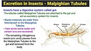 Excretion in Insects | Malpighian Tubules.