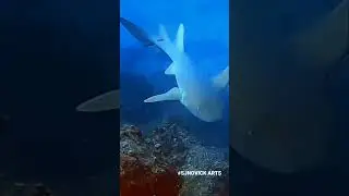 Sharks on Juno's Ledge