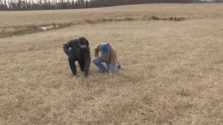 Endophyte Free Fescue