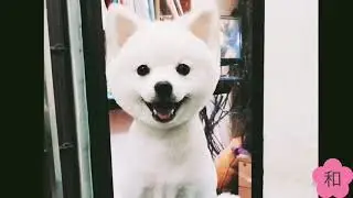 Kazuko life~Pipi the Pom~