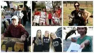 IDA's Animal Activist Helpline