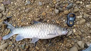 Misi Mencari Ikan Empurau | Dapat Ikan Semah 2.1kg