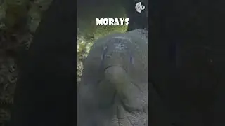 Moray Eels Inspired Alien's Xenomorphs Terrifying Second Jaw