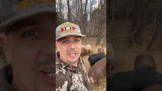 Большие счастливые свиньи на ферме #мотивациясудьба