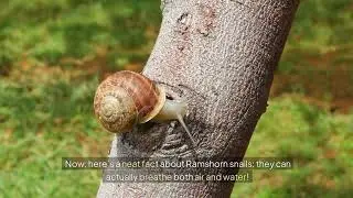 Complete Care Guide for Ramshorn Freshwater Snails + Fascinating Facts!