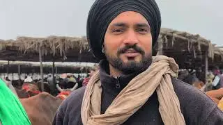 पशु मेला बेहरवाला कलांन का दृश्य# trending# cow# video# viral# sahiwal# gir# Rathi# call 8955891920