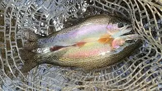 Fly Fishing Crane Creek, Missouri for Wild Rainbow Trout!