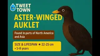 Aster Winged Auklet