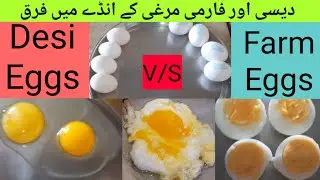 Eggs comparison  Desi  vs Farm Eggs Brown egg vs White Egg Difference between Market and natural Egg