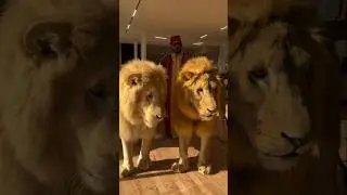 Dubai Royal Family Lifestyle✨🇦🇪🦁#luxury #luxurylifestyle #dubai #royalfamily #uae #lifestyle