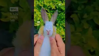 Cute rabbit. 😍 A beautiful moment #shorts #viral #youtubeshorts