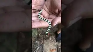 Malayan Banded Coral Snake