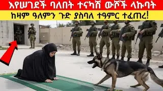 ሶላት ስትሰግድ አደገኛ ውሾች እንዲበላት ለቀቁባት /ከዛ በኋላ አላህ ኃያል ተዓምሩን አሳያቸው/Allah show them his miracle