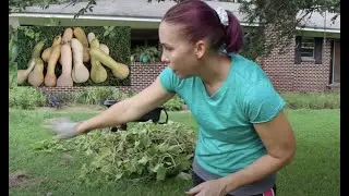 Fall Garden Work: Harvesting squash + a garden meal!