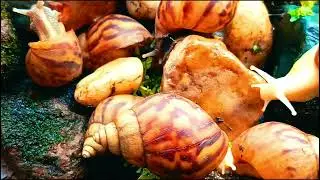 Forest Snail Colonies, Unveiling Their Hidden World #ForestSnails #SnailColony