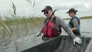 Contrôle du roseau commun envahissant (phragmite)