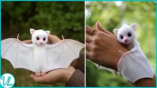 Cutest Bat In The World | HONDURAN WHITE BAT