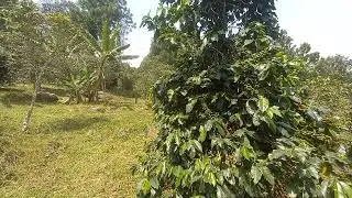 ALEXOL HARVEST ORGANIC MANURE UGANDA