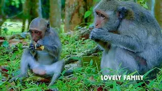Lovely Family!!! Jade and Jinx go forage together, Jade keep balancing between and milk and food